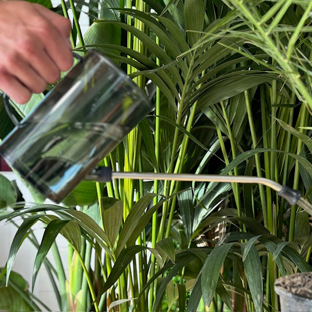 montre un arrosoir qui arrose des plantes