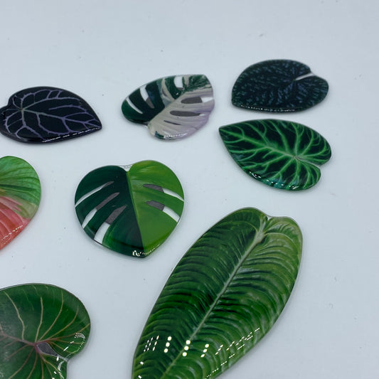 Tropische Blattmagnete