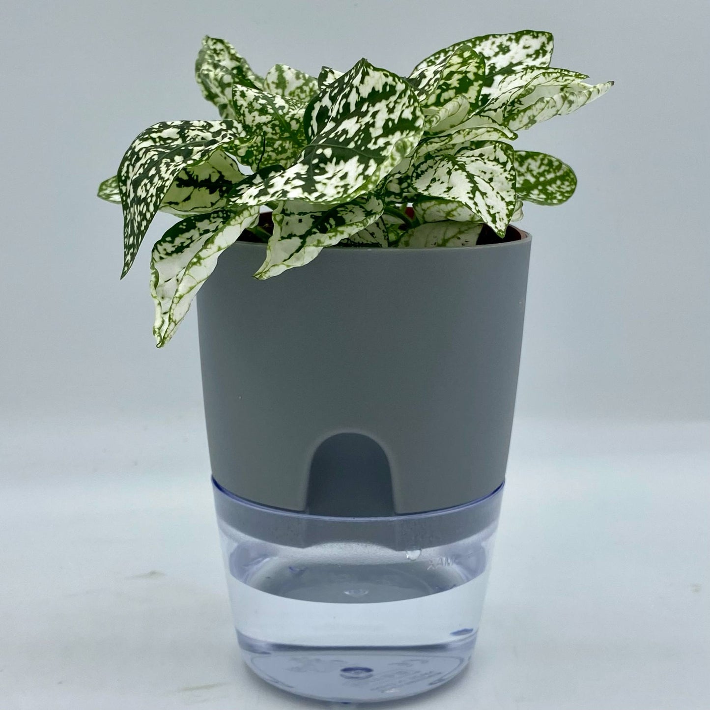Pot Auto-Irrigant - Le meilleur allié de vos plantes 🌱