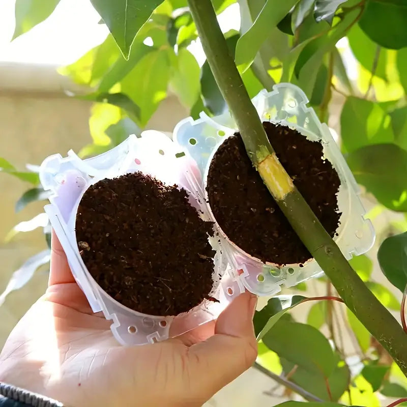 une main installe la boîte de bouturage sur une plante pour développer ses racines