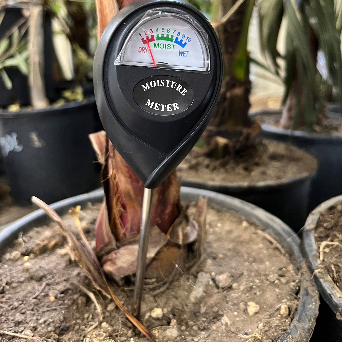 Un humidimètre de sol noir avec un cadran analogique inséré dans le pot d'une plante, pour mesurer le niveau d'humidité de la terre.