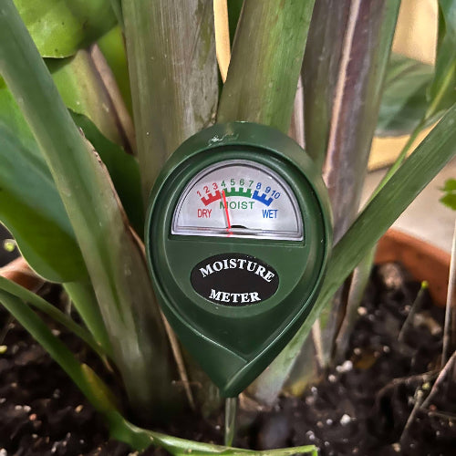 gros plan sur l'hydromètre vert planté dans une strelitzia