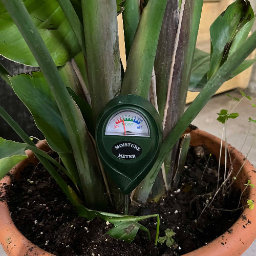 hydrometre vert planté dans une strelitzia