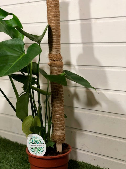 Stapelbarer Pfahl aus Kokosfaser