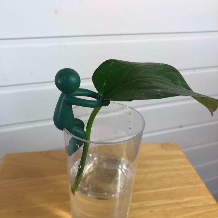petit personnage en plastique vert sapin qui tient une bouture d'epipremnum aureum dans un verre d'eau posé sur un tabouret