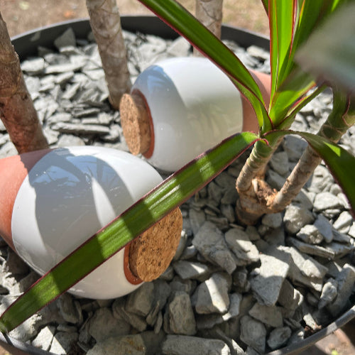 BIG PROMO : 2 pour 30 € - Olla d'Irrigation en Céramique -