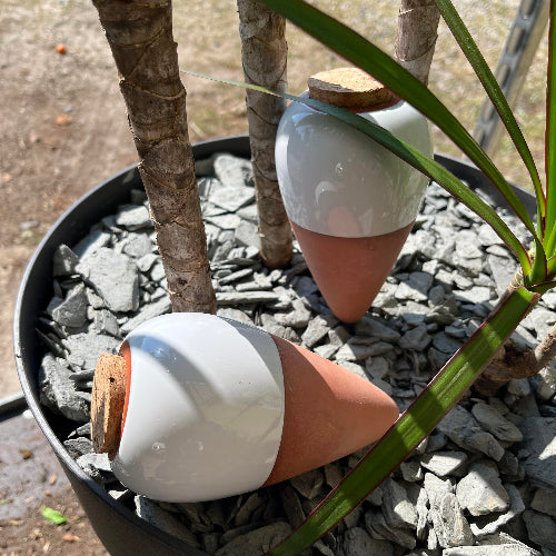 BIG PROMO : 2 pour 30 € - Olla d'Irrigation en Céramique -