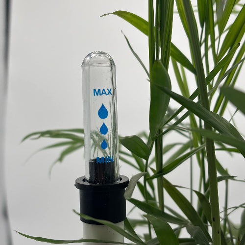 sonde d'arrosage plané dans une plante