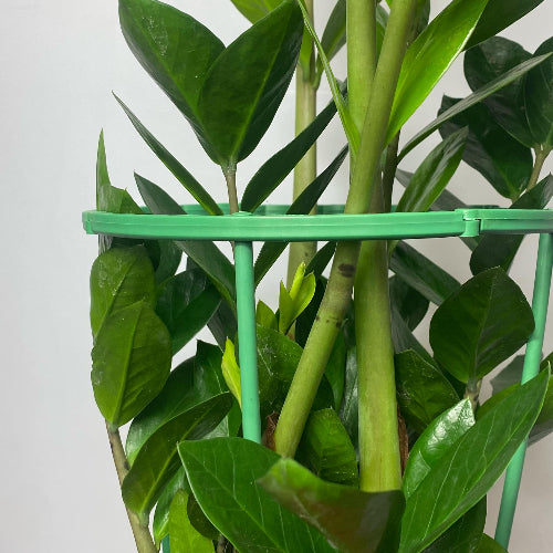 Zoom sur le tuteur modulable qui tient un zamioculcas