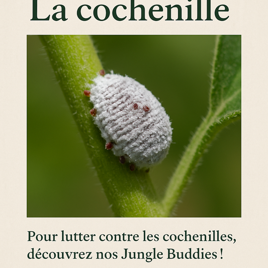 cochenille et jungle buddies 