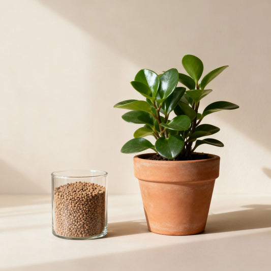 Engrais bio et plante d’intérieur saine en hiver, illustration épurée