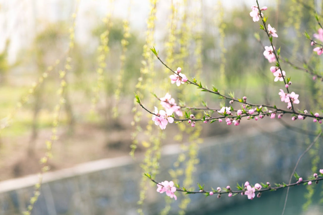 Jungle Stick : L'engrais naturel idéal pour un printemps florissant - Jungle Feed