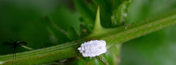 La cochenille farineuse : ennemie redoutée des plantes d'intérieur - Jungle Feed