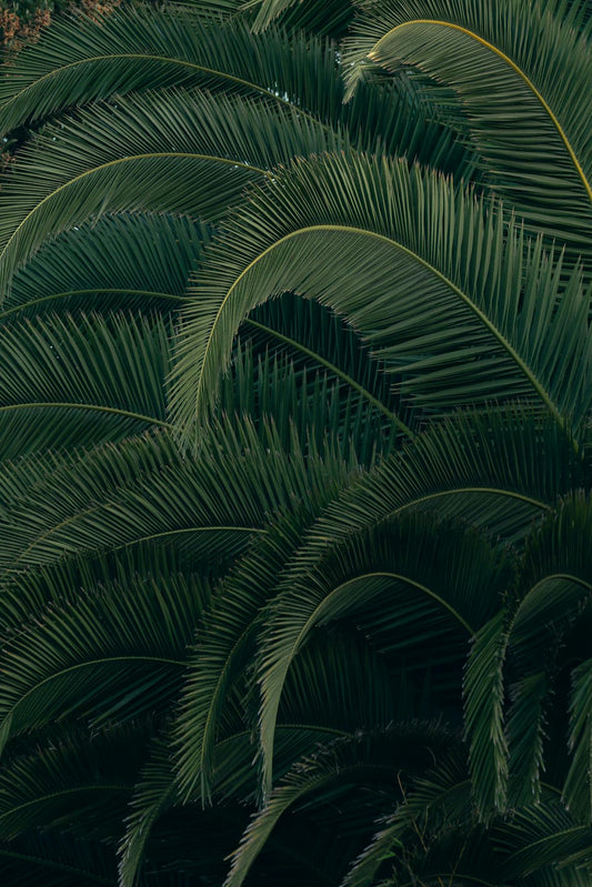Le ravageur du palmier : origines et conséquences - Jungle Feed