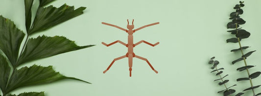 Les thrips : envahisseurs minuscules des jardins et des plantes d'intérieur - Jungle Feed