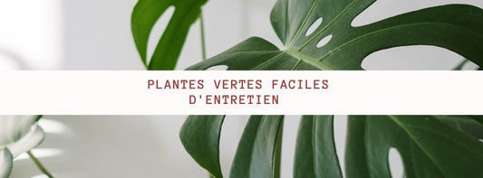 Plantes vertes faciles d'entretien : Apportez de la vie à votre intérieur sans effort ! - Jungle Feed