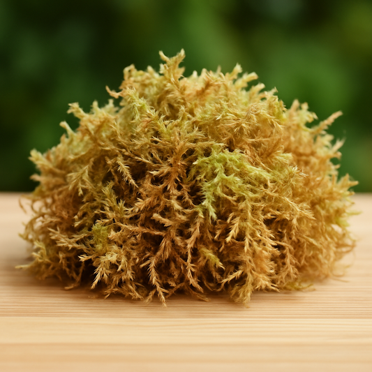 La Sphaigne : Le Secret Naturel Pour Prendre Soin de Vos Plantes