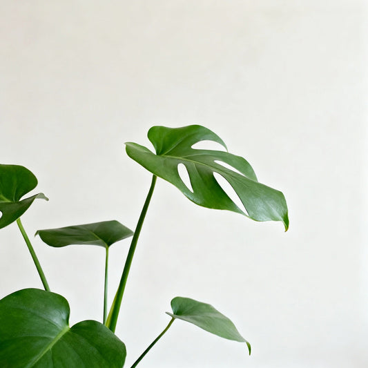 Plante d'intérieur saine, sans thrips, illustrée dans un style épuré