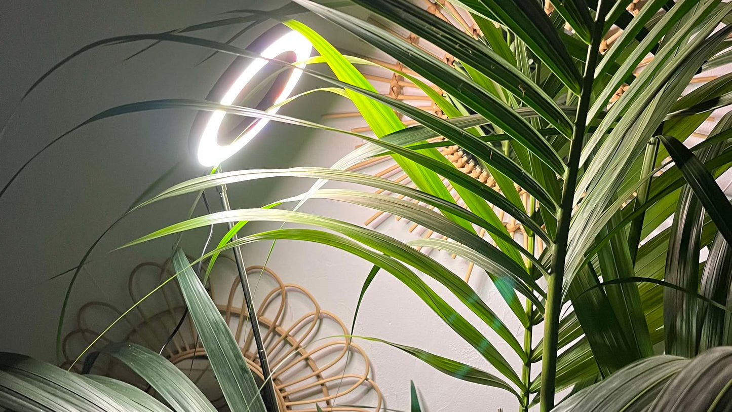 Grande lampe LED de croissance pour plantes 165cm