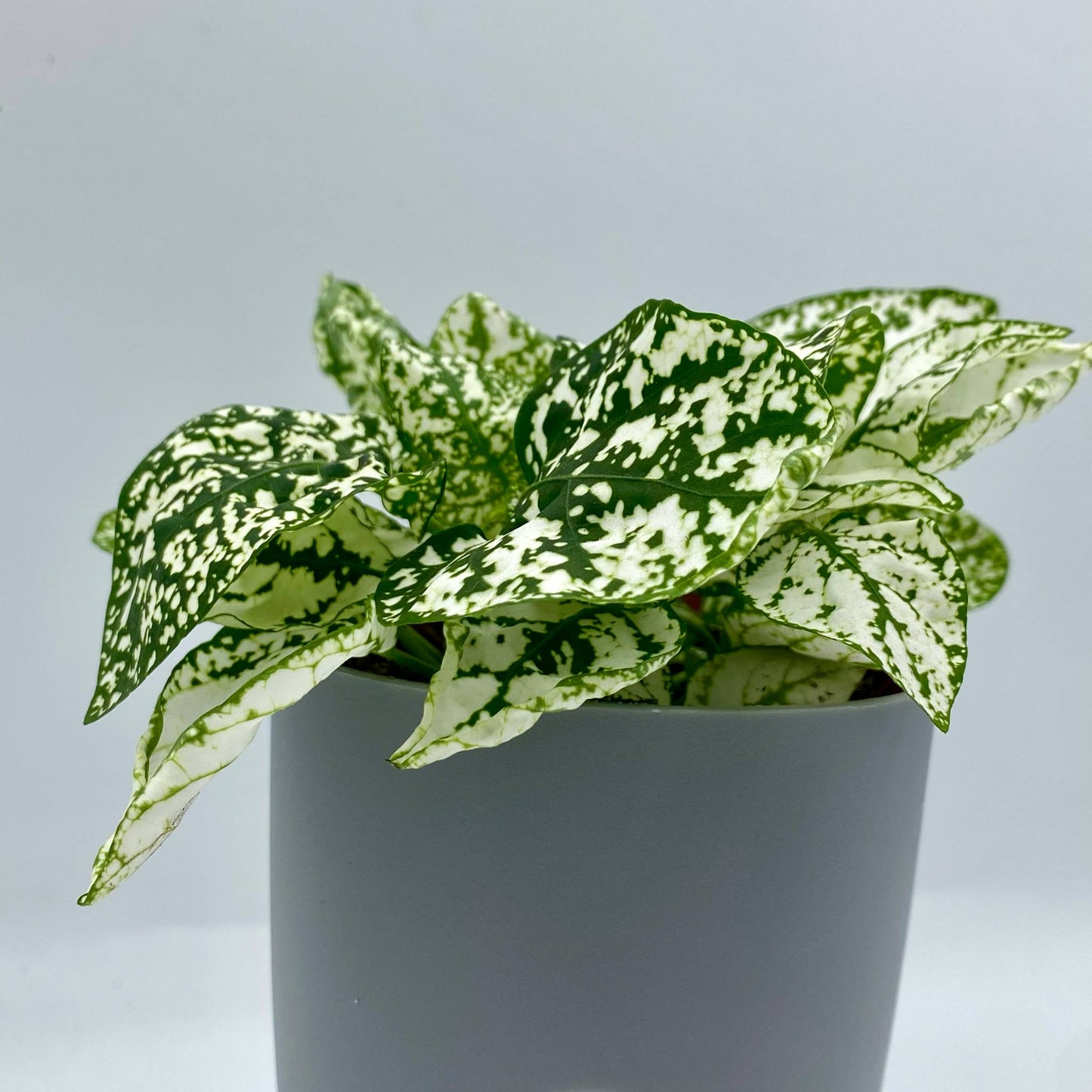 Pot Auto-Irrigant - Le meilleur allié de vos plantes 🌱