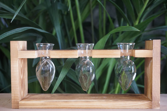 Terrarium aérien pour plantes avec support en bois