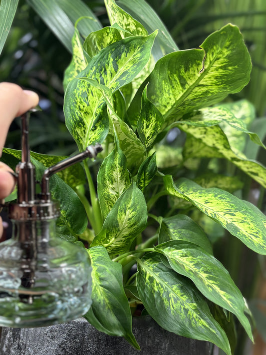 Pulvérisateur pour plantes