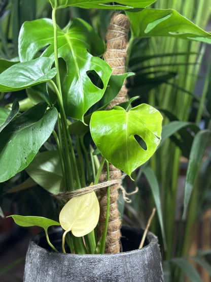 Tuteur en fibre de coco pour plantes