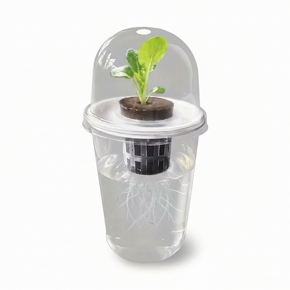 Système hydroponique individuel en plastique transparent avec une jeune pousse verte, montrant le panier de culture et le développement des racines dans l'eau sur fond blanc.