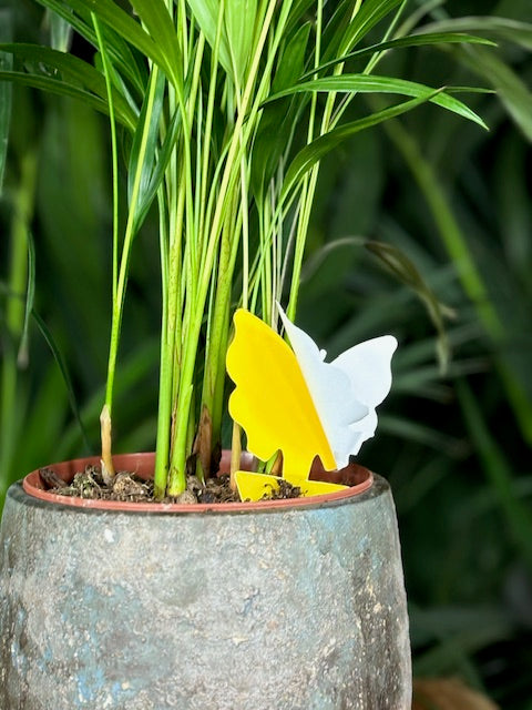 Papillon jaune posé dans une plante pour attraper les insectes notamment les moucherons de terreau