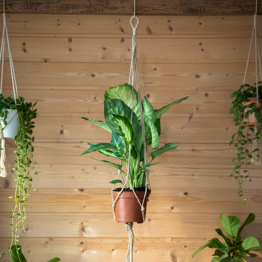 Une Dieffenbachia dans un pot en terre cuite, suspendue par un macramé en corde de jute devant un mur en bois