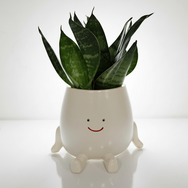 Plante Sansevieria naine dans un pot en céramique blanc, rond et souriant avec des pieds, posé sur une surface blanche unie. Éclairage de studio clair et uniforme.