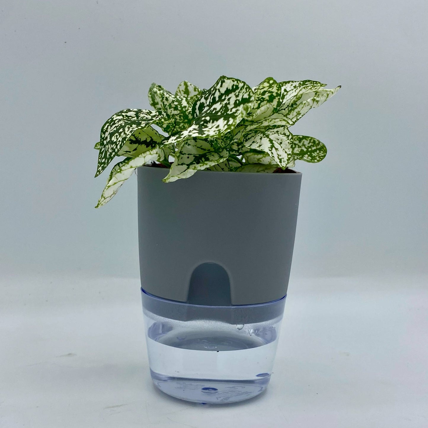 Pot Auto-Irrigant - Le meilleur allié de vos plantes 🌱