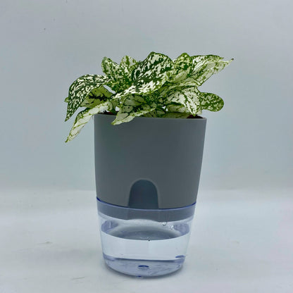 Pot Auto-Irrigant - Le meilleur allié de vos plantes 🌱