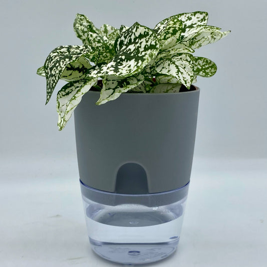 Pot Auto-Irrigant - Le meilleur allié de vos plantes 🌱