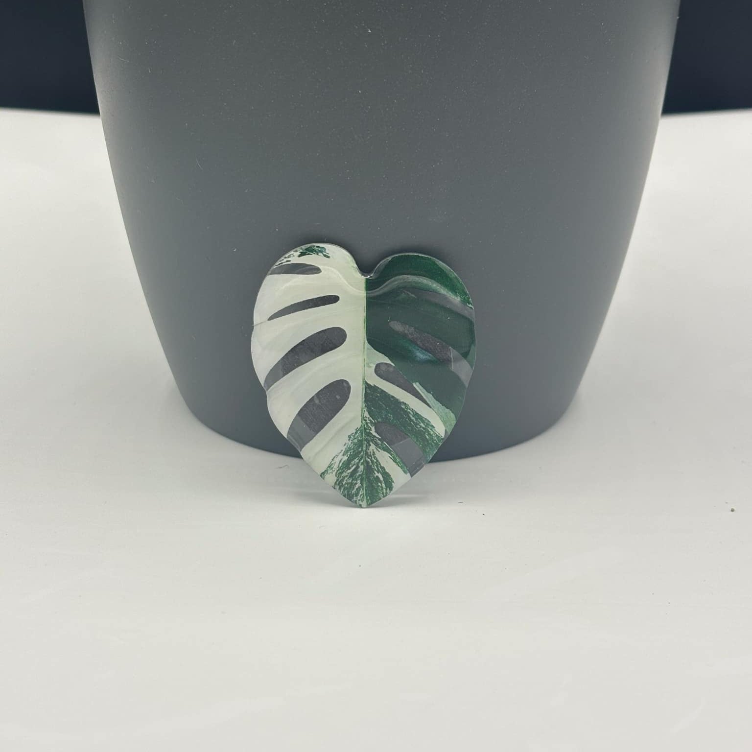 aimant monstera variegata vue de face posé derrière un pot