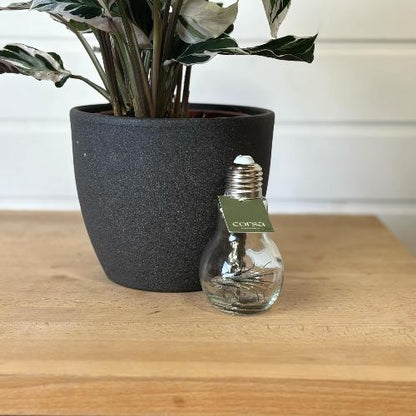 ampoule verre en forme d'ampoule contenant une bouture de plante