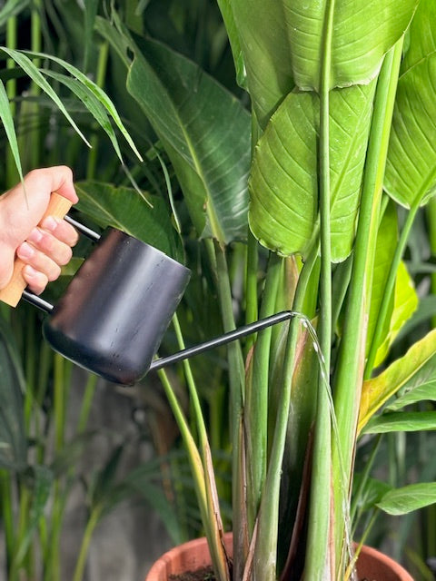 arrosoir métallique noir versant de l'eau à travers son bec long et précis