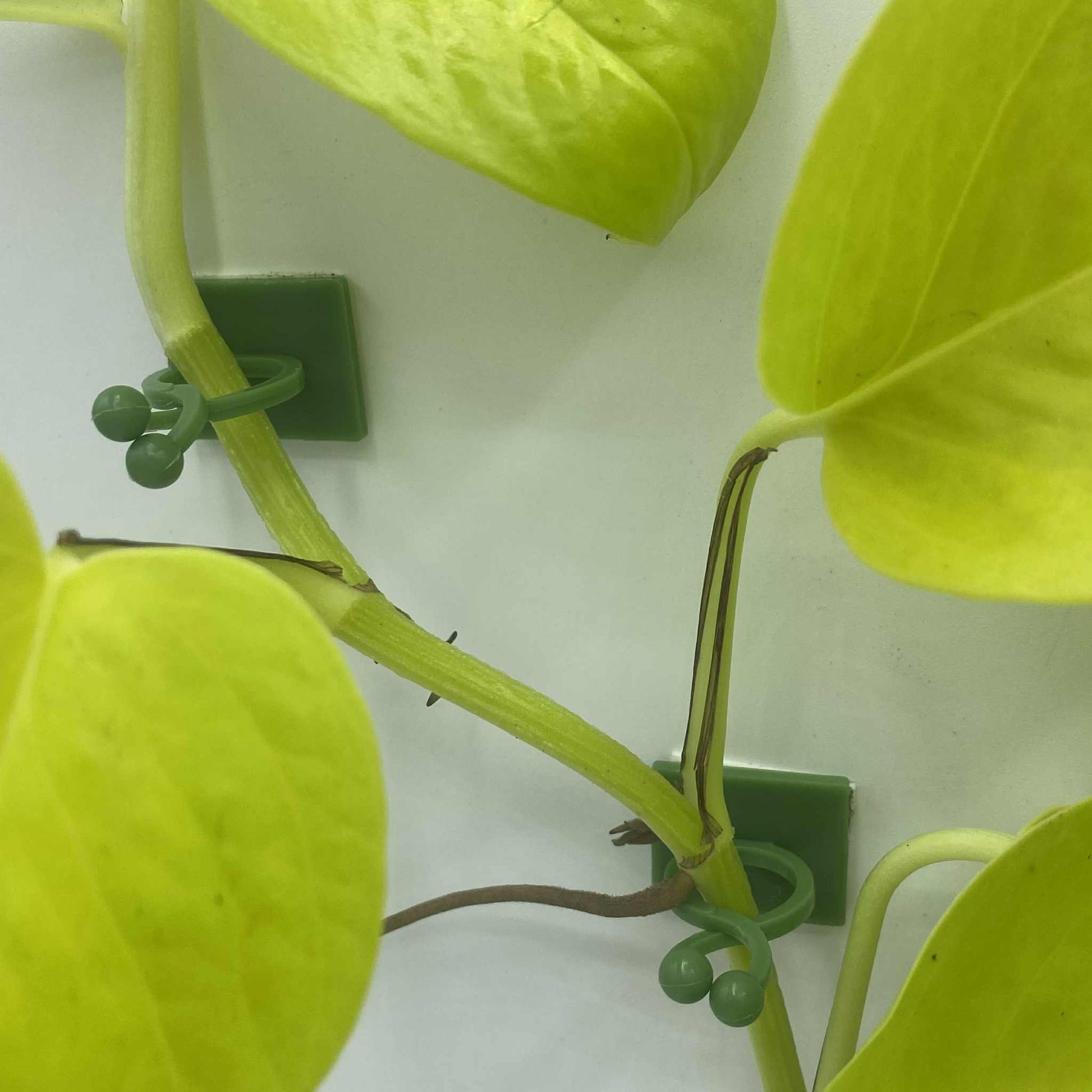 Gros plan sur une tige de plante grimpante verte et jaune, fixée à un mur blanc à l'aide de petites attaches murales en plastique vert en forme de clip.