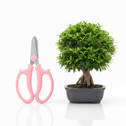 Cisaille de jardinage rose près d'un petit bonsaï ficus, montrant l'échelle de l'outil pour la taille.