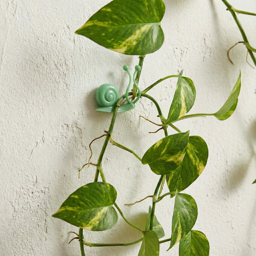 Gros plan d'un clip mural adhésif en forme d'escargot vert fixant une tige de Pothos sur un mur texturé blanc. Accessoire pour plantes grimpantes.