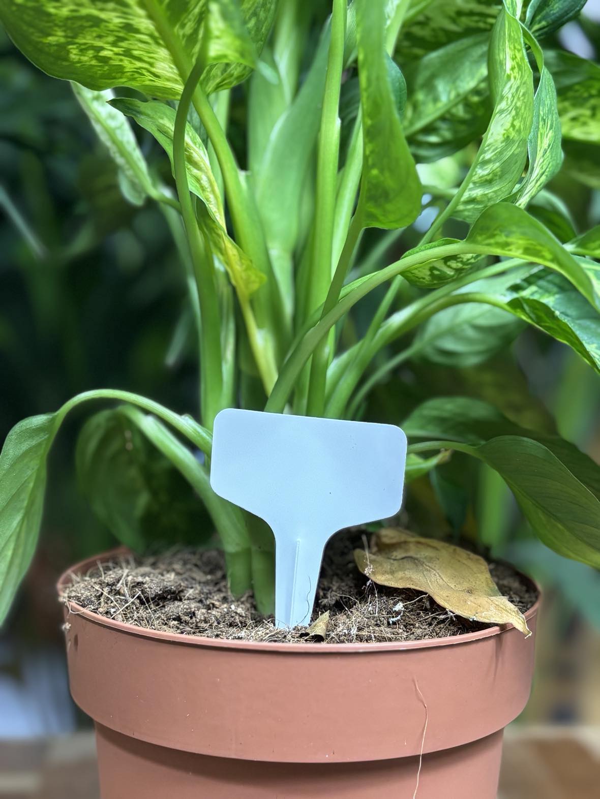 étiquette blanche pour nommer sa plante dans un pot