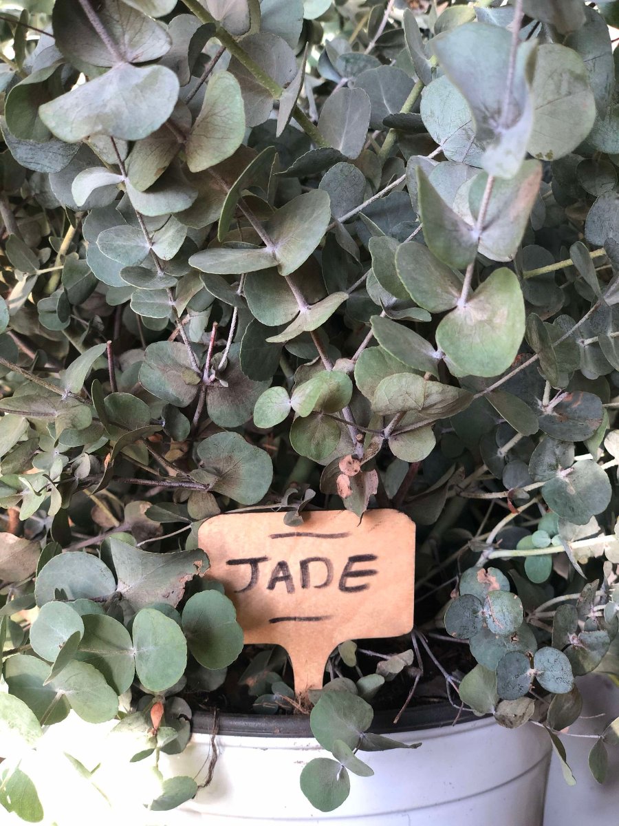 etiquette nomination "jade" pour plante en bois dans un eucalyptus