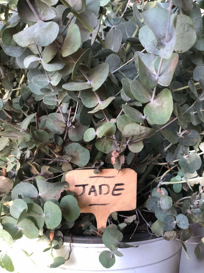 etiquette nomination "jade" pour plante en bois dans un eucalyptus