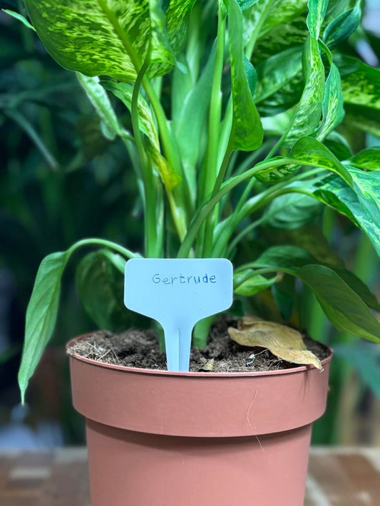 étiquette plante gertrude dans un pot