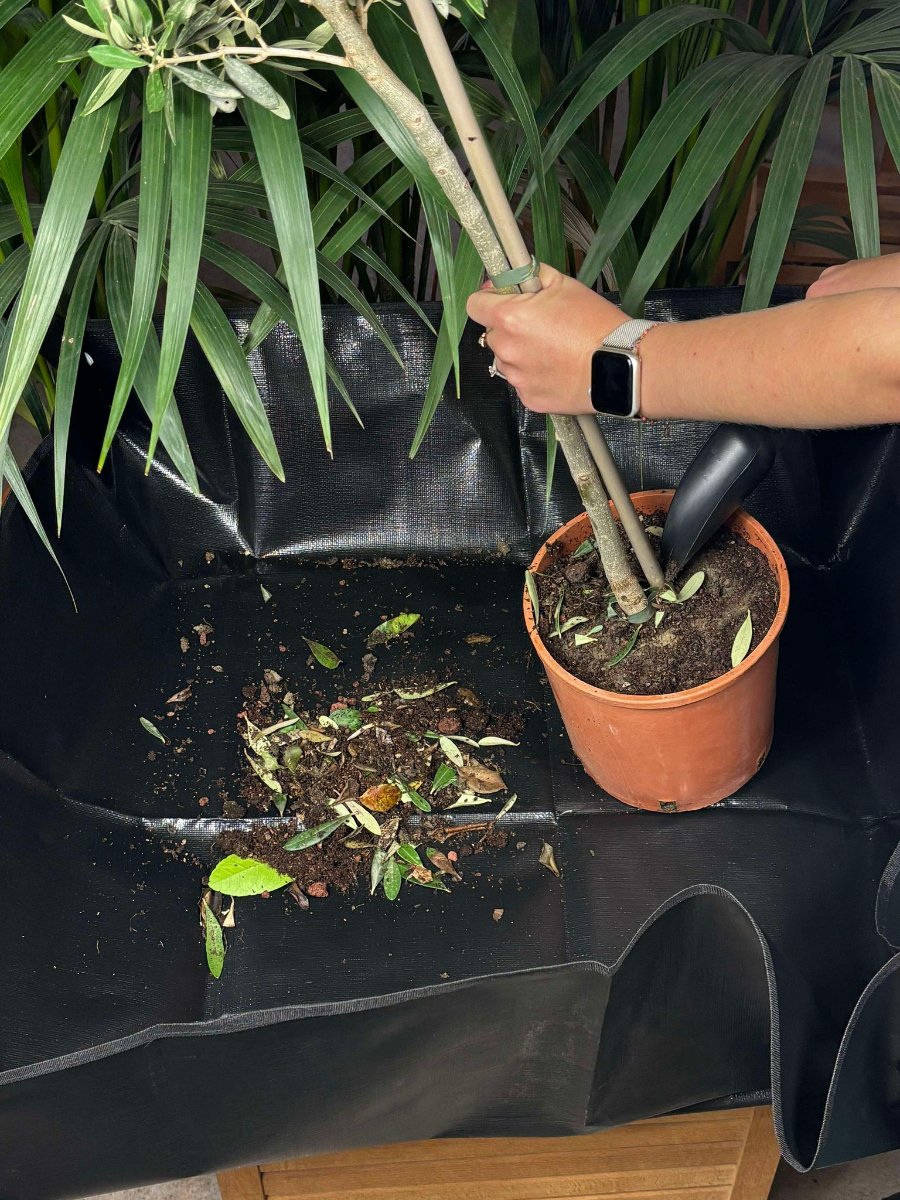 une plante se fait dépoter sur le grand tapis de rempotage