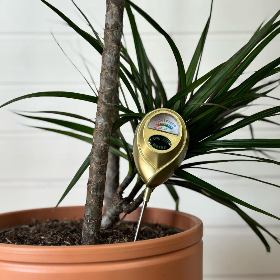 hydrometre de couleur or dans une vue d'ensemble planté dans une plante dracaena 