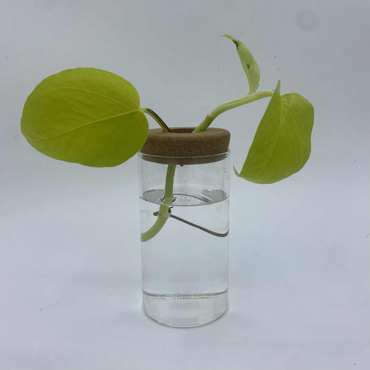 Un kit de bouturage hydroponique avec une bouture de plante à feuilles vert clair dans un tube en verre et un bouchon en liège