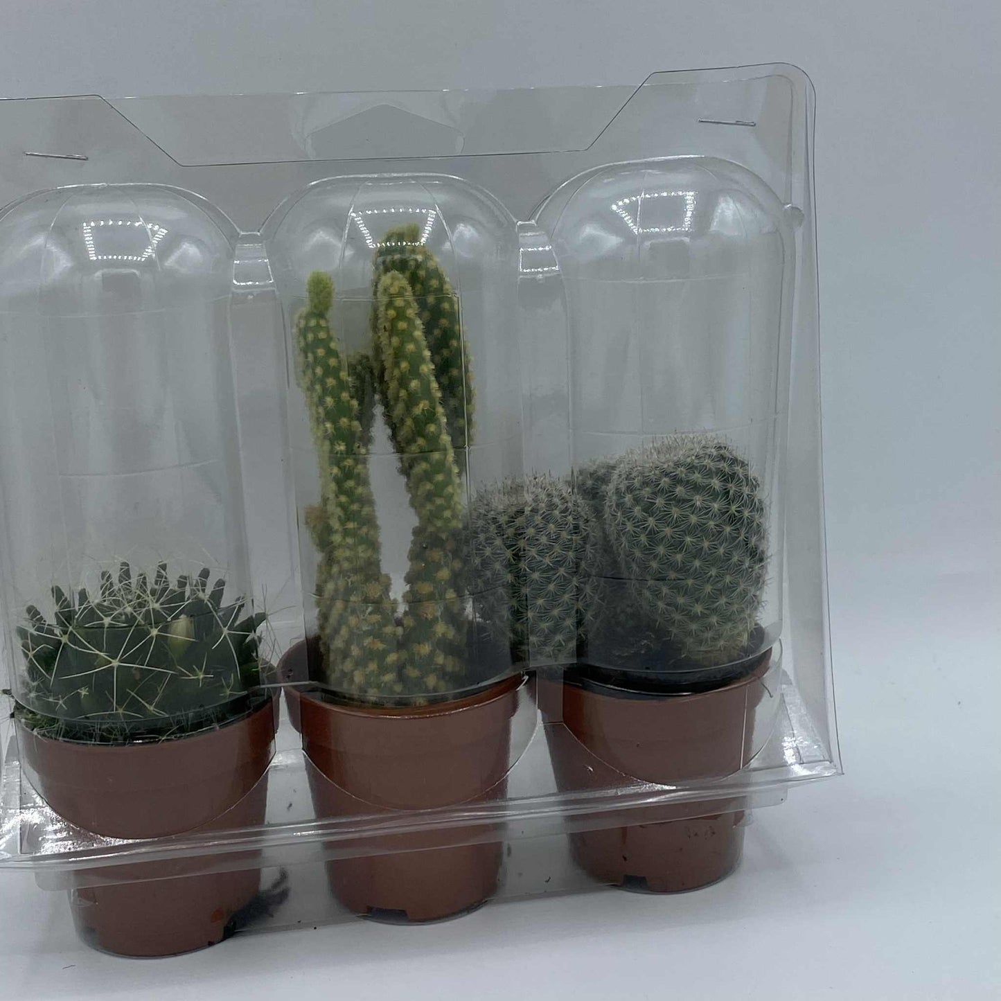 Un lot de trois mini-cactus dans leurs pots, emballés sous plastique transparent pour la vente au détail.