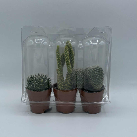 Un lot de trois mini cactus dans des pots en terre cuite, emballés sous un blister en plastique transparent.