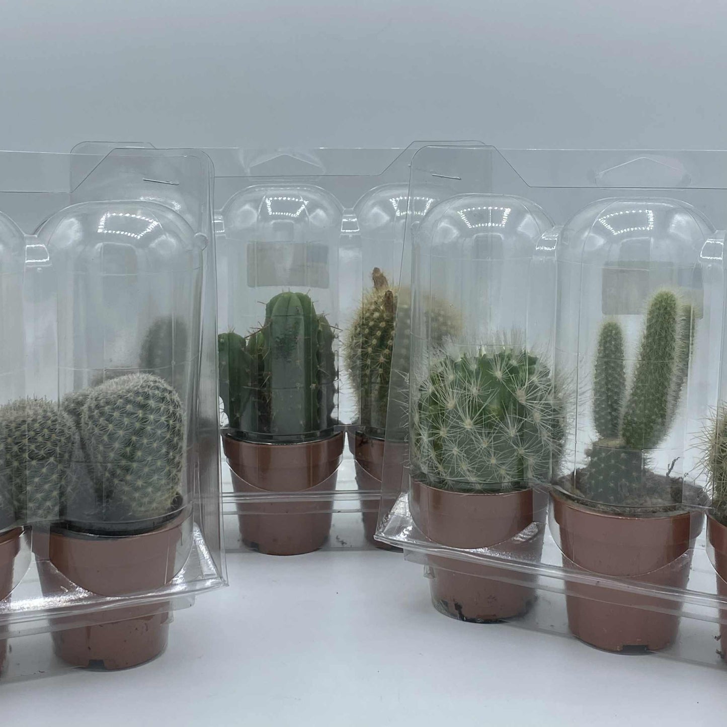 Plusieurs lots de mini-cactus de diverses variétés, emballés sous blister en plastique transparent pour la vente.